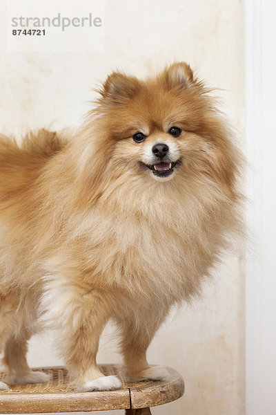 Studioaufnahme  stehend  Portrait  Stuhl  Hund  Spitz  Spitze