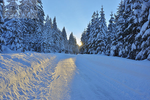 Nadelbaum  Winter  Schnee  Fernverkehrsstraße  Wald  Bayern  Deutschland