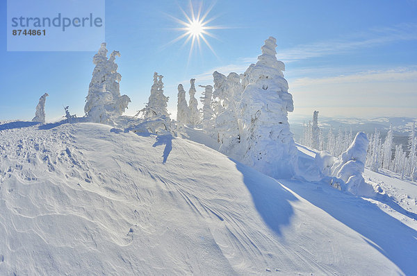 Nadelbaum  Winter  bedecken  Baum  Bayern  Deutschland  Schnee  Sonne