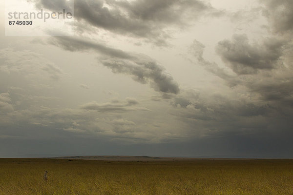 Gepard  Acinonyx jubatus  Wolke  Himmel  unterhalb  Masai Mara National Reserve  Kenia