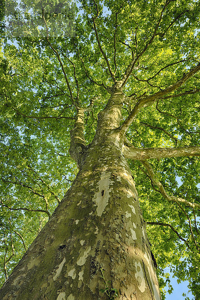 Frankreich  Baum  unterhalb  Loiretal  Loir-et-Cher  Hobel