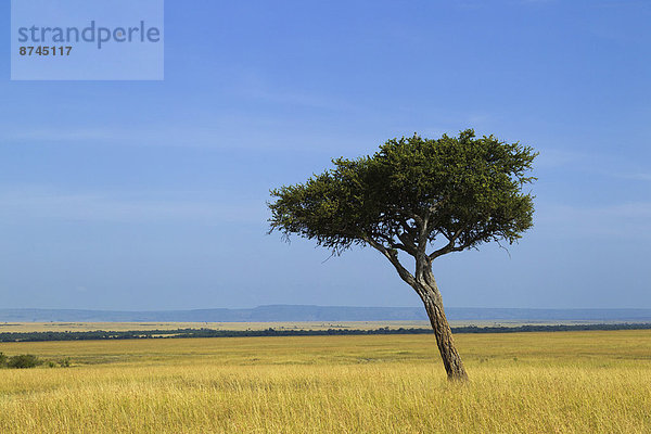 Masai Mara National Reserve  Kenia