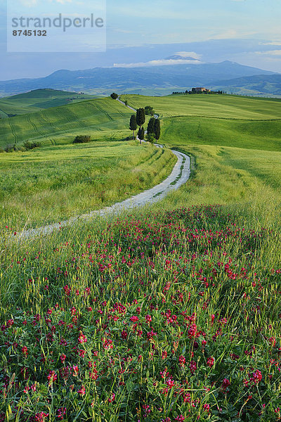 passen  Baum  Weg  grün  Hintergrund  Feld  Berg  Allee  Italien  Pienza  Toskana