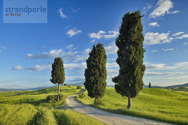 Italien  Pienza  Toskana