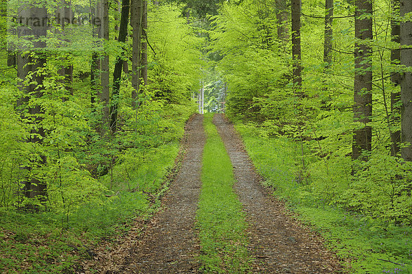 Spur  grün  Überfluss  Wald  Bayern  Laub  Deutschland