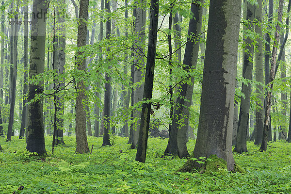 grün  Überfluss  Wald  Buche  Buchen  Laub  Deutschland  Thüringen