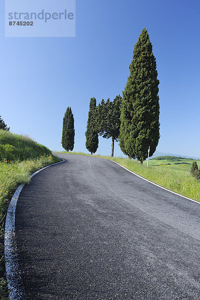Ländliches Motiv  ländliche Motive  Baum  Fernverkehrsstraße  Menschenreihe  Toskana  Italien  Pienza