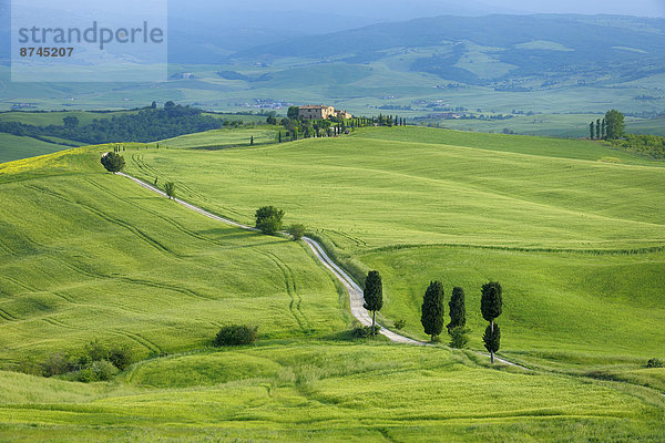 Spur  passen  Baum  grün  Feld  Italien  Pienza  Toskana