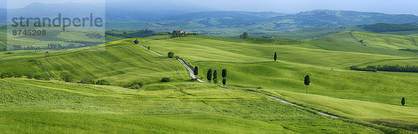 Spur  passen  Baum  grün  Feld  Italien  Pienza  Toskana