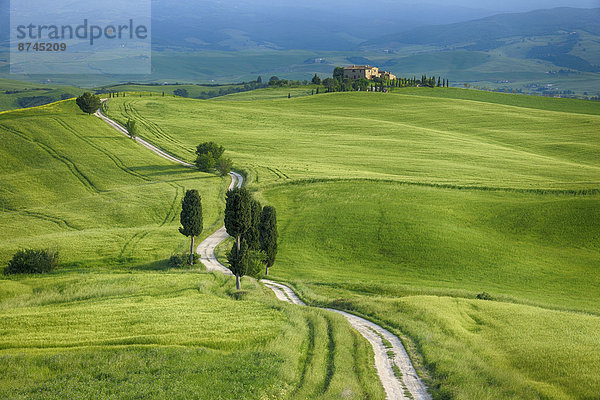 Spur  passen  Baum  grün  Feld  Italien  Pienza  Toskana