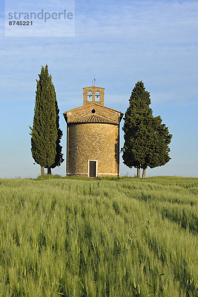 Baum  grün  Feld  Kapelle  Italien  Toskana