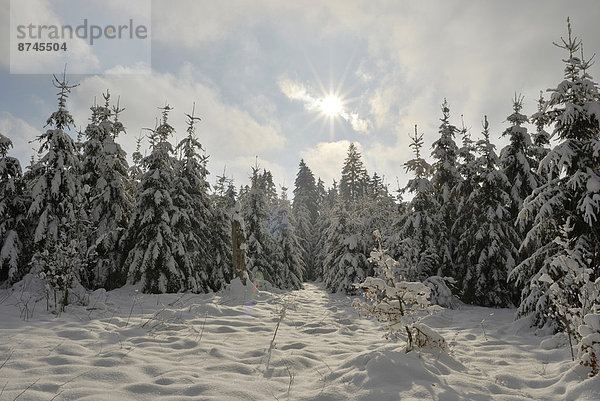 Fichte  Tanne  Winter  Landschaft  Wald  Norwegen  Bayern  Deutschland  Oberpfalz