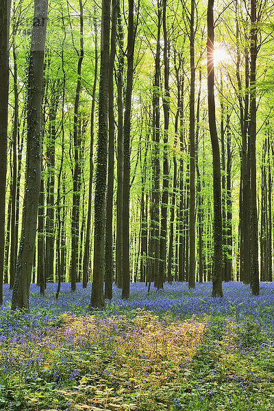 Wald  Buche  Buchen  Belgien  Sonne