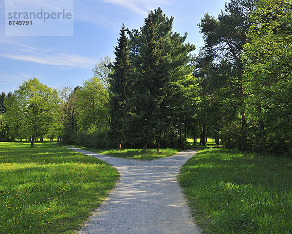 Weg  Wiese  Gabel  Aschaffenburg  Bayern  Deutschland