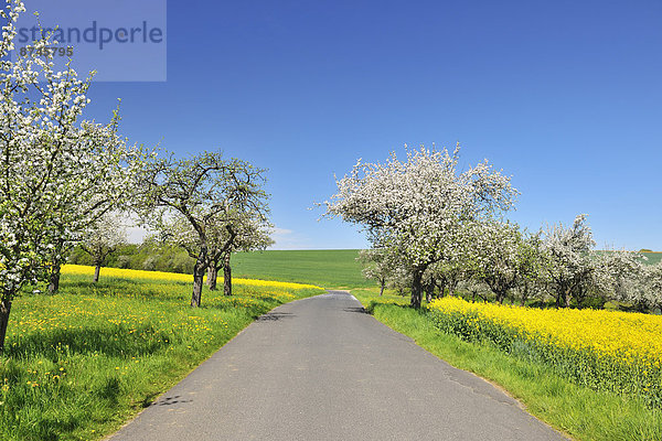 blühen  Baum  Fernverkehrsstraße  Apfel  Bayern  Deutschland