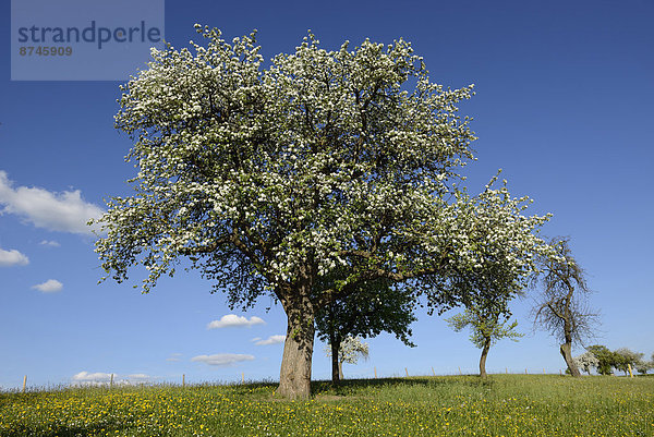 blühen  Baum  Wiese  Apfel  Bayern  Deutschland  Oberpfalz