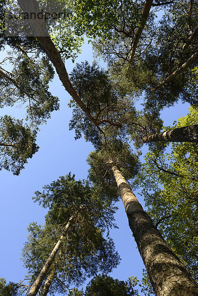 hoch  oben  sehen  Baum  Kiefer  Pinus sylvestris  Kiefern  Föhren  Pinie  Bayern  Deutschland  Oberpfalz