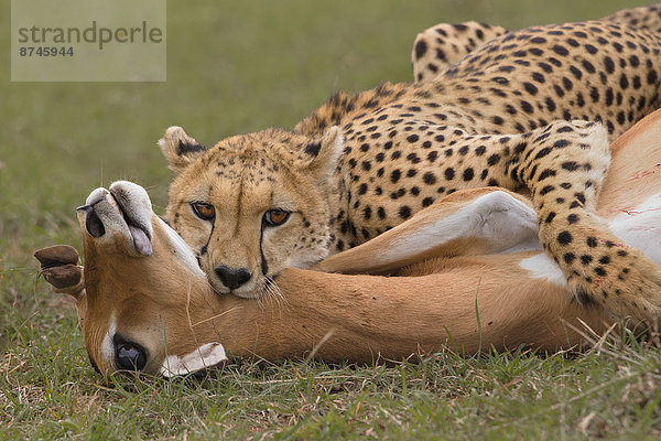 Impala  Aepyceros melampus  Gepard  Acinonyx jubatus  Masai Mara National Reserve  Erwachsener  Afrika  Kenia  erwürgen