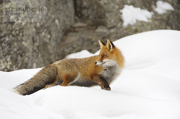 Winter  rot  Fuchs  Italien