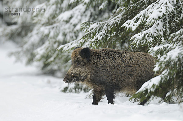 Winter  Wald  ungestüm  Bayern  Eber  auftauchen  Deutschland