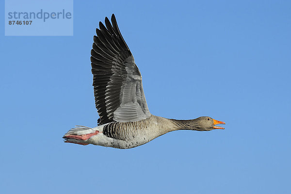 fliegen  fliegt  fliegend  Flug  Flüge  Graugans  Anser anser  Deutschland  Gans  Hessen