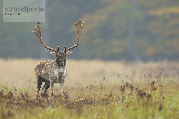 Herbst  Brachland  Hirsch  Deutschland  Hessen