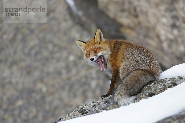 Winter  gähnen  rot  Fuchs  Italien