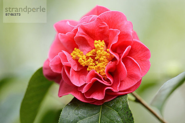 Kamelie  Camellia japonica  Blüte  Close-up  close-ups  close up  close ups