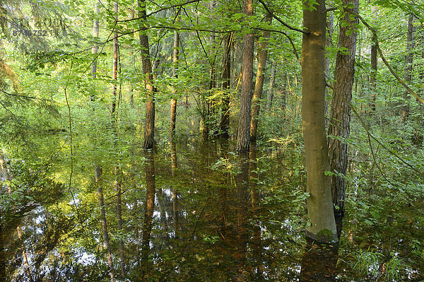Landschaft  Wald  Bayern  Deutschland  unter Wasser