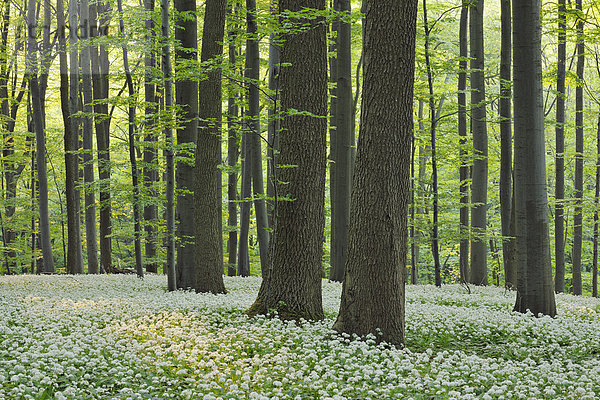 europäisch  Wald  Buche  Buchen  Lauch  Deutschland  Thüringen