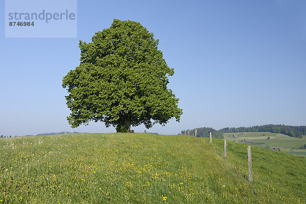 Baum Wiese Limette Schweiz Kanton Bern