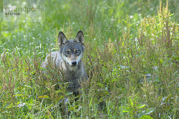 Wolf  Canis lupus  Portrait  europäisch  Deutschland