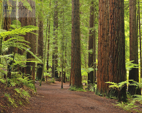 Baum  Weg  Wald  Sequoia  neuseeländische Nordinsel  Bay of Plenty  Neuseeland