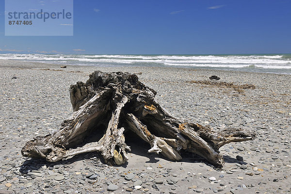 Stein Strand Sommer Wurzel neuseeländische Südinsel Treibholz Neuseeland Westküste