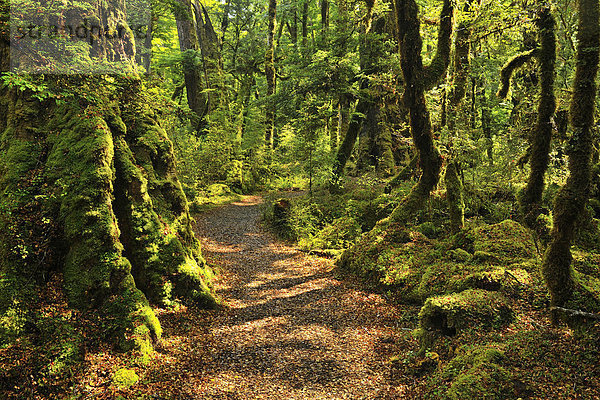 neuseeländische Südinsel  Fiordland National Park  Neuseeland  Southland