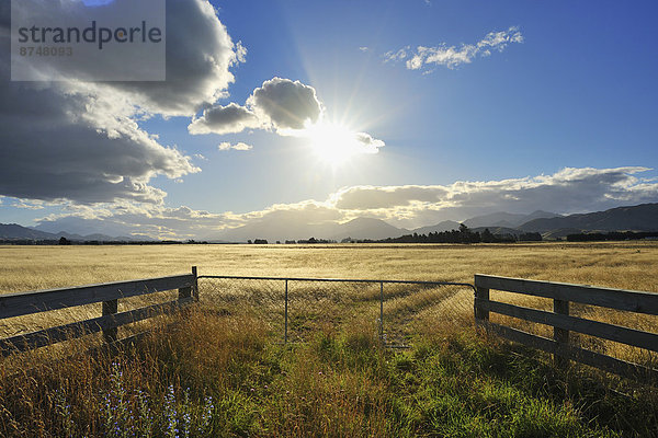 Sommer  Rind  Eingang  neuseeländische Südinsel  Neuseeland  Sonne