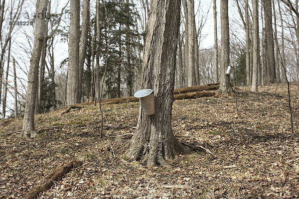 Baum  ernten  Kanada  Ahorn  Ontario