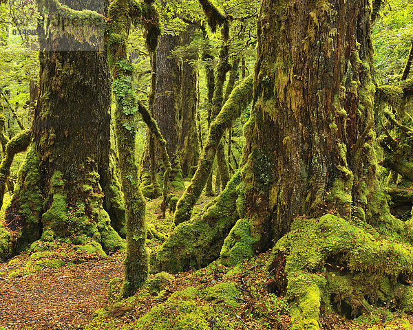 neuseeländische Südinsel  Fiordland National Park  Neuseeland  Regenwald  Southland