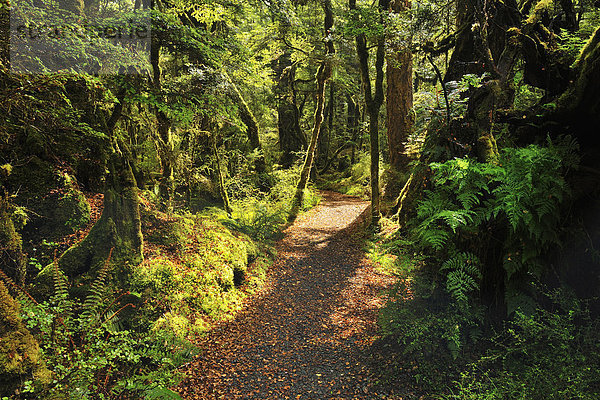 neuseeländische Südinsel  Fiordland National Park  Neuseeland  Southland