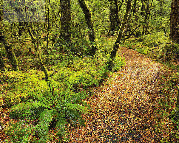 neuseeländische Südinsel  Fiordland National Park  Neuseeland  Southland