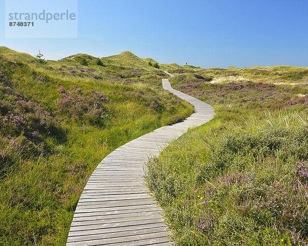 Sommer  Amrum  Deutschland  Norddorf  Schleswig-Holstein