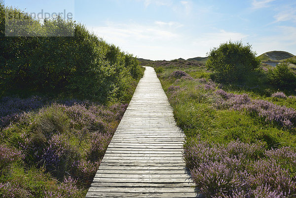 Sommer  Amrum  Deutschland  Norddorf  Schleswig-Holstein