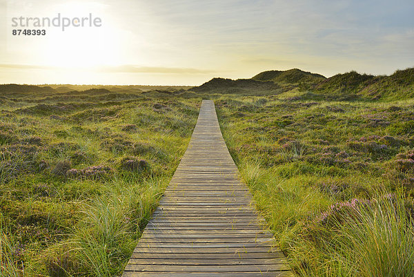 Sommer Düne Amrum Deutschland Norddorf Schleswig-Holstein Sonne