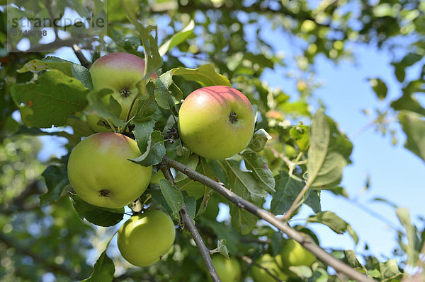 hoch  oben  nahe  Baum  hängen  Apfel  Österreich