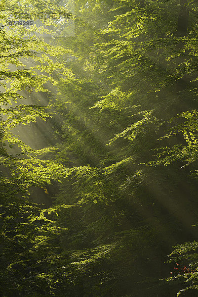 Sonnenstrahl  europäisch  Wald  Buche  Buchen  Bayern  Deutschland