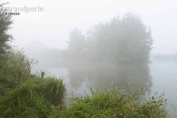 Morgen  See  Nebel  früh  Schilf  Deutschland  Hessen