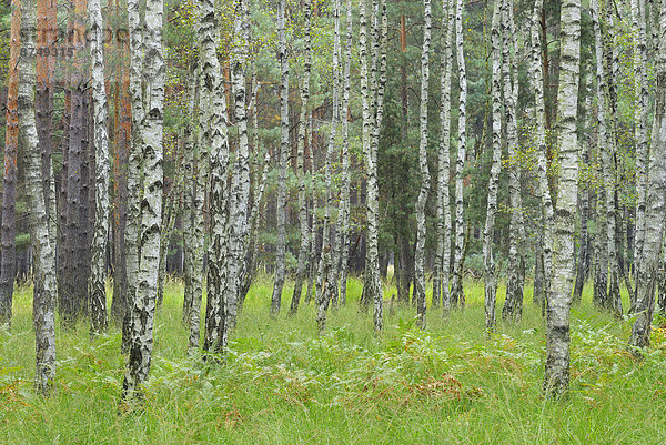 Birkenwald  Deutschland  Sachsen