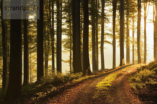 Europa  Sonnenaufgang  Fernverkehrsstraße  Wald  Buche  Buchen  Bayern  Deutschland