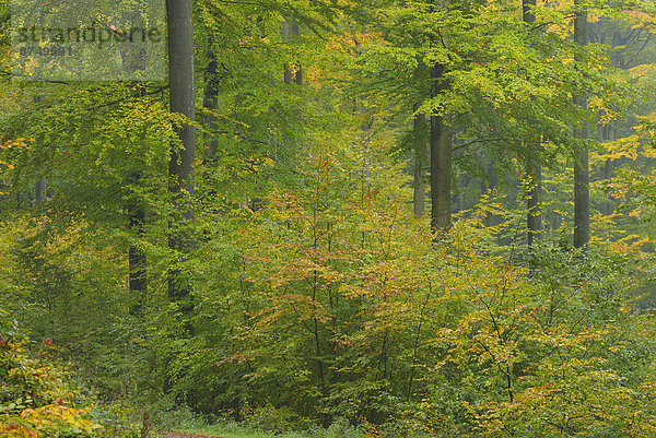 Europa  Wald  Herbst  Buche  Buchen  Bayern  Deutschland