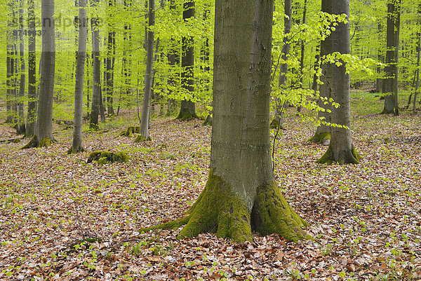 Baum  Wald  Buche  Buchen  Deutschland  Hessen